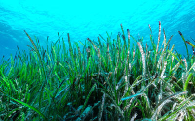 Sail with awareness: Protect the posidonia of the Balearic Islands