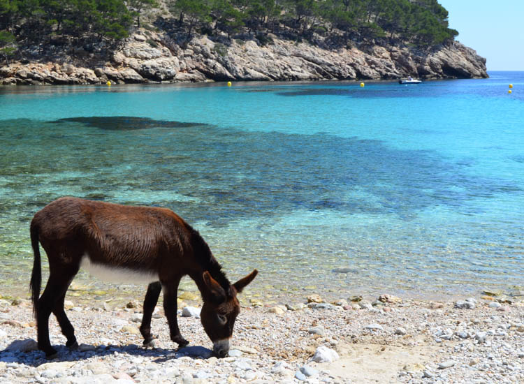 Mallorca’s hidden and secret coves, discover our six essential ones